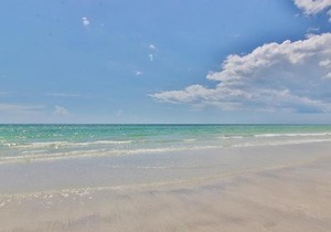 Seashell 12