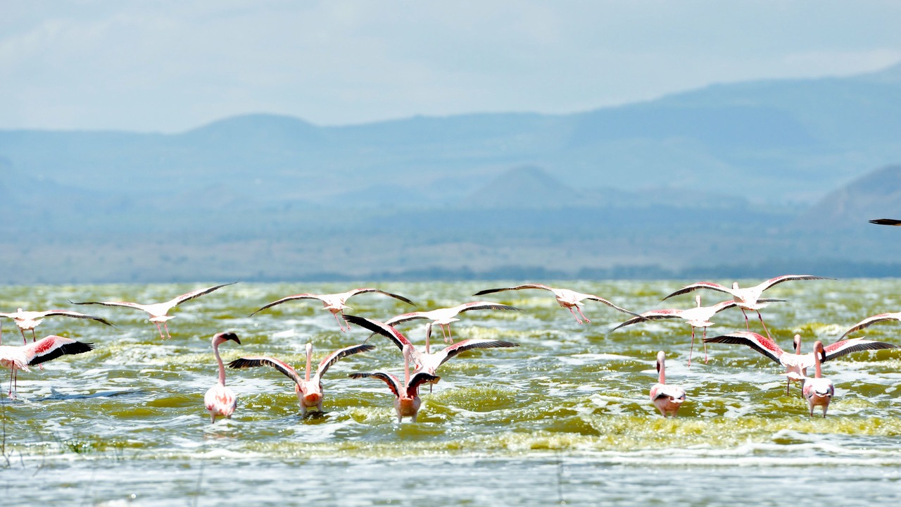 Photo of Others in Lake Elementaita